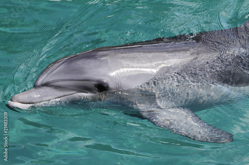 dolphin swimming in crystal blue waters