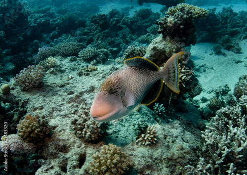 Yellow margin Triggerfish