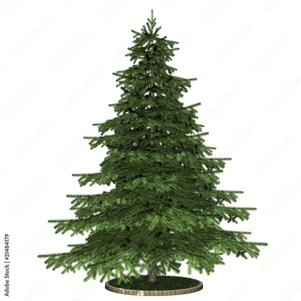 Baum - Tanne Baum - Tanne