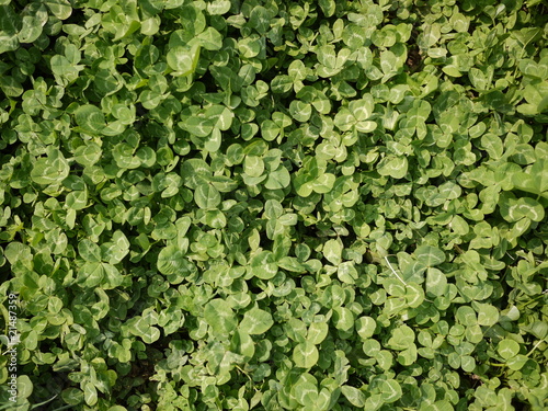 clover