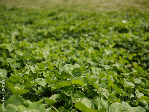 Clover
