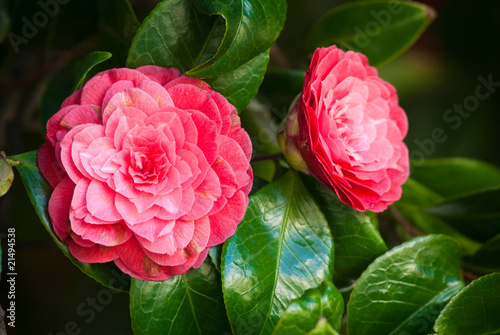 Foto two camellias