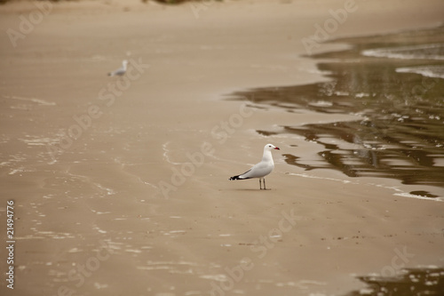 Gaviota en la orilla del mar