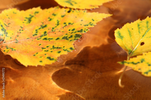 leaves