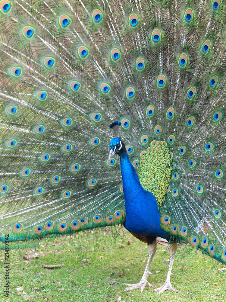 Obraz premium Pfauenrad