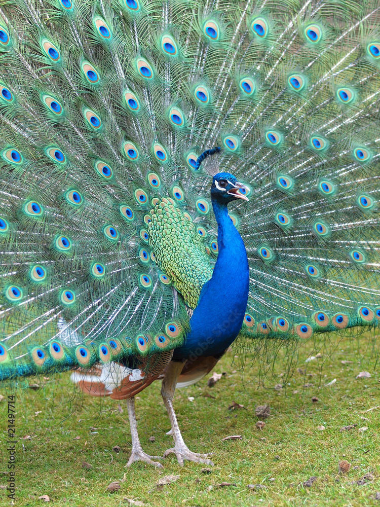 Obraz premium Pfauenrad