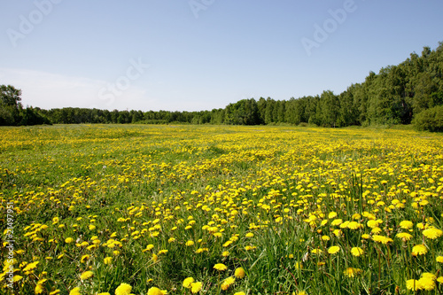 field of yellow dandelions. blue sky