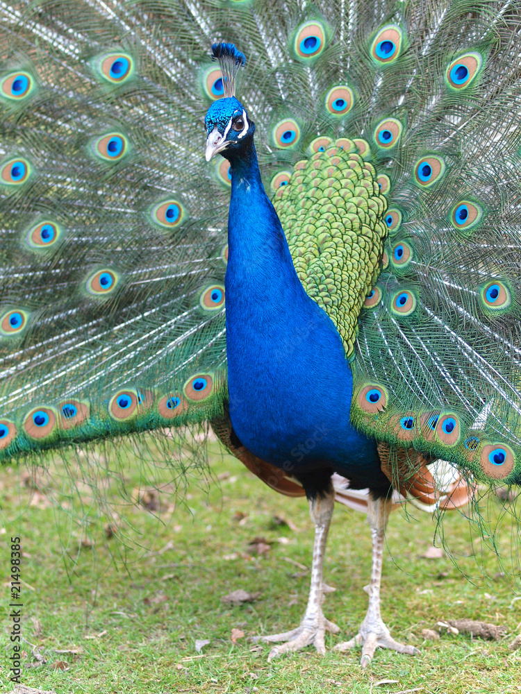 Obraz premium Pfauenrad