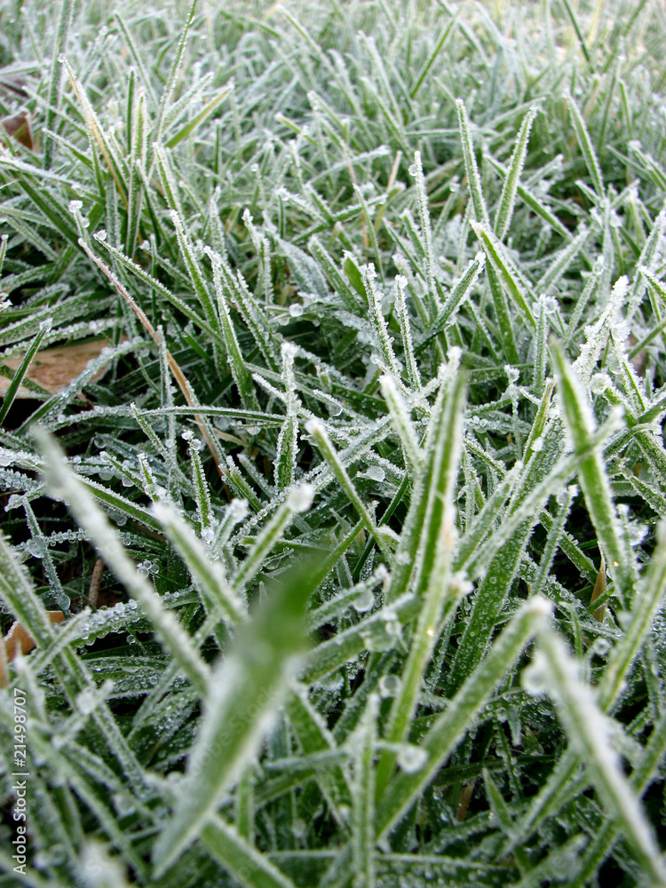 Premier gel de l'herbe Premier gel de l'herbe