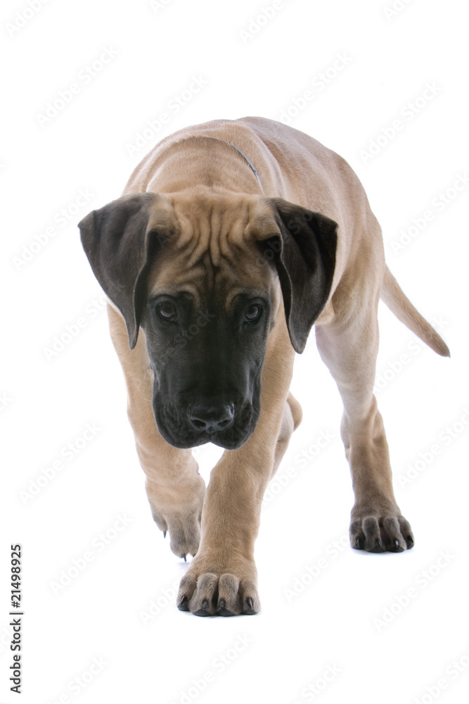 Fototapeta premium great dane puppy dog isolated on a white background