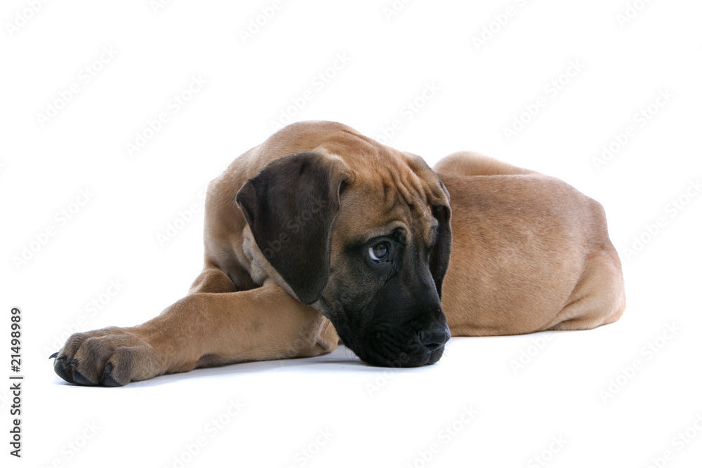 great dane puppy dog resting