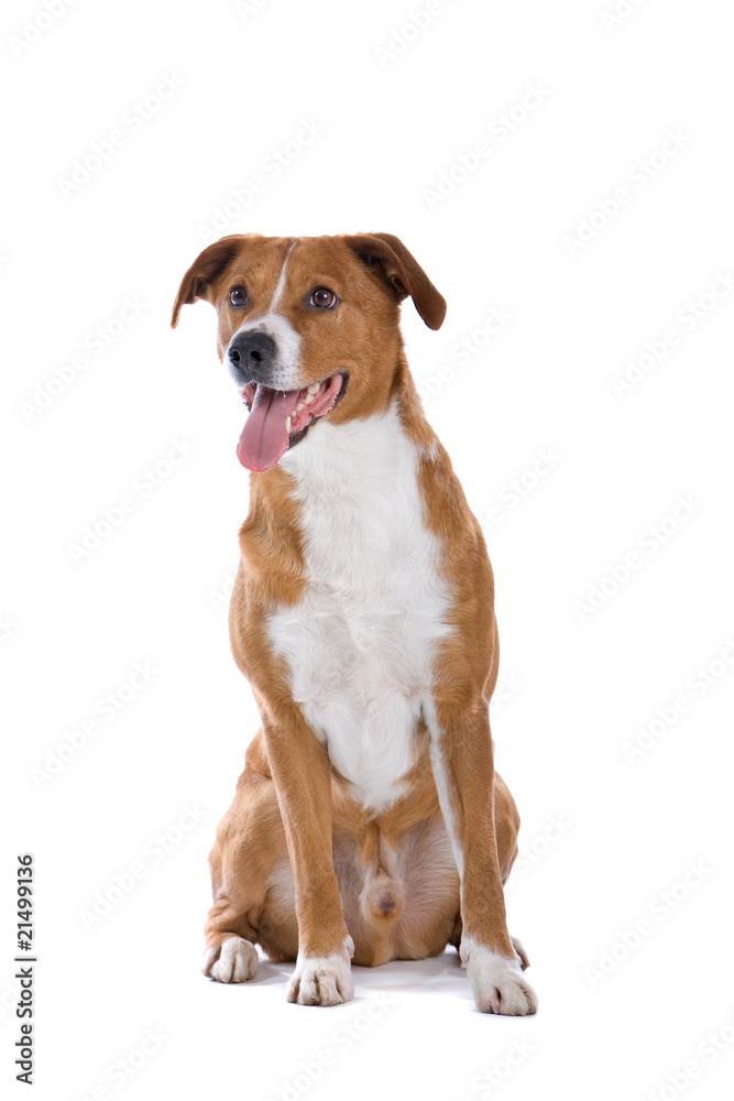 austrian pinscher dog sticking out tongue