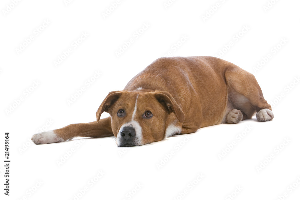 austrian pinscher dog