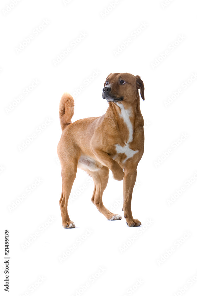 austrian pinscher dog with a paw raised