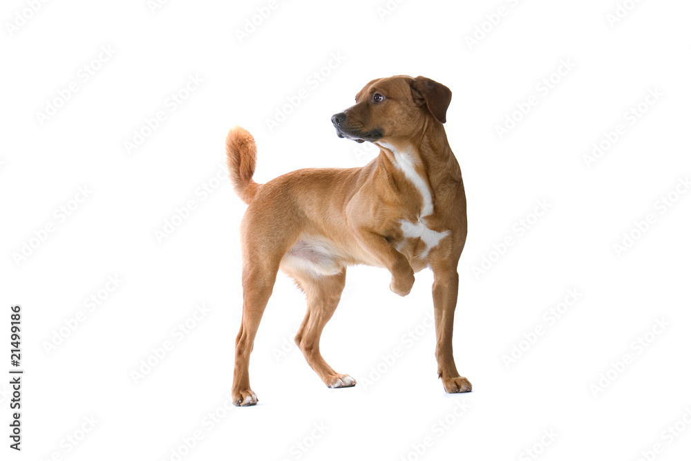 austrian pinscher dog with a paw raised
