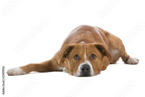 Quadro su tela austrian pinscher dog lying down