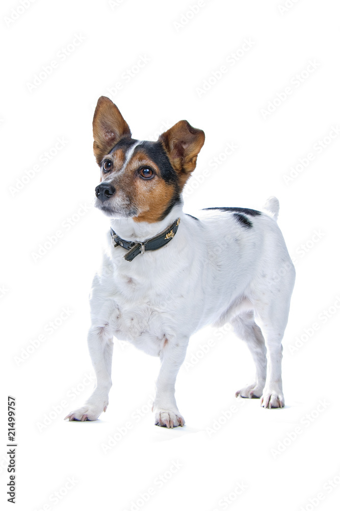 jack russel terrier looking forward