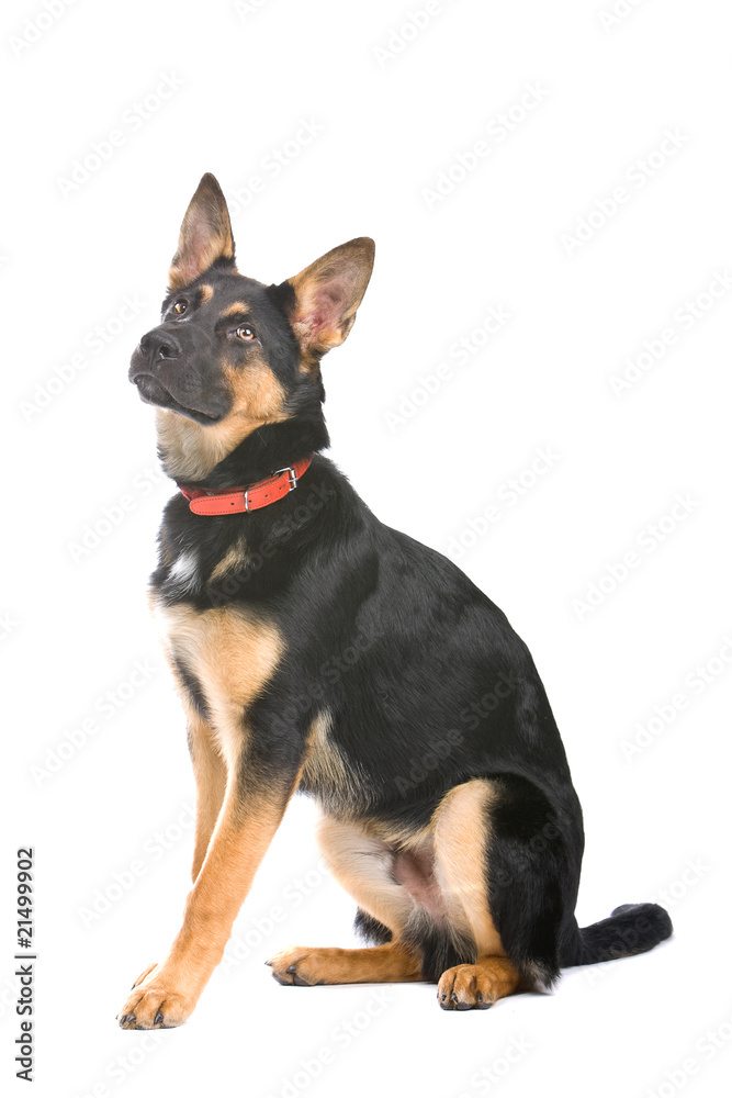 german shepherd puppy dog looking up