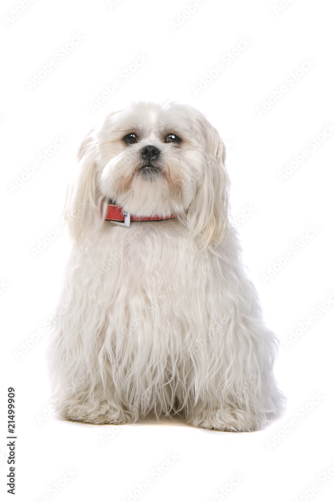 close up of shih tzu dog isolated on a white background close up of shih tzu dog isolated on a white background