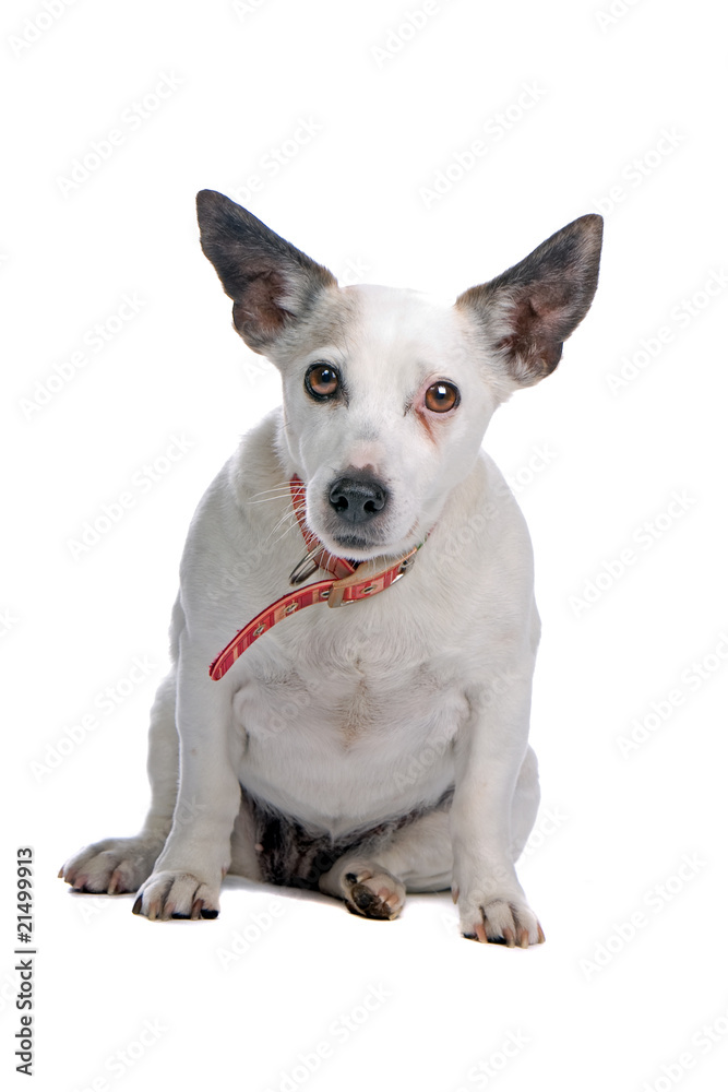 old jack russel terrier dog looking at camera