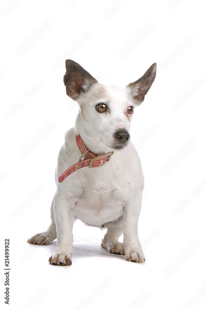 old jack russel terrier dog