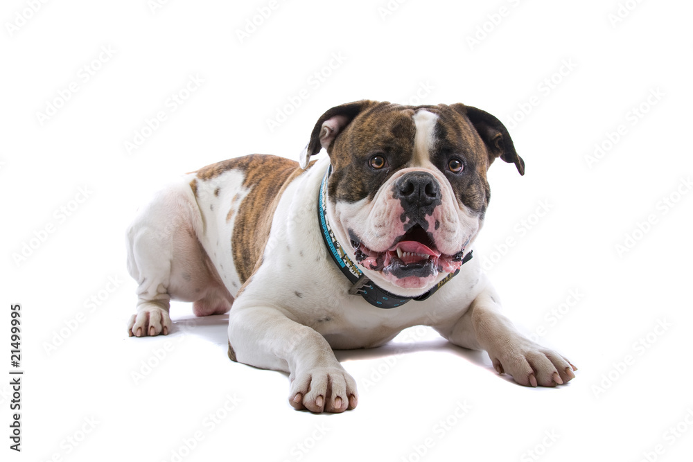 american bulldog looking at camera