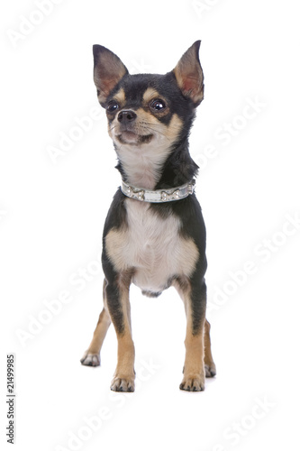 chihuahua dog standing still and staring on up