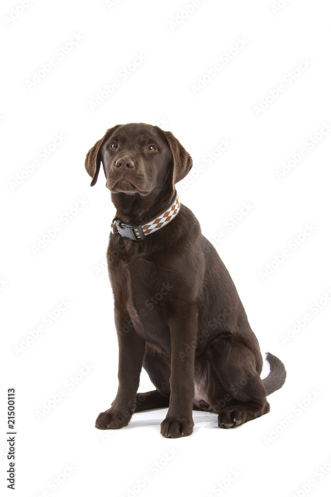 cute chocolate labrador retriever dog sitting cute chocolate labrador retriever dog sitting