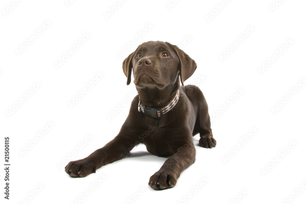 chocolate labrador retriever puppy loking up