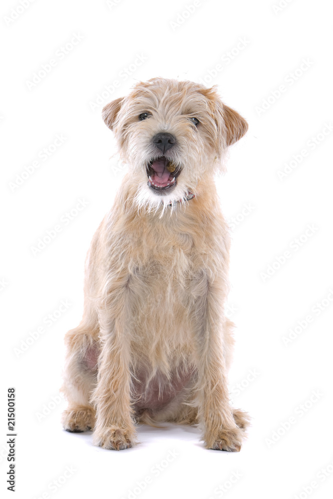 mixed breed dog isolated on a white background