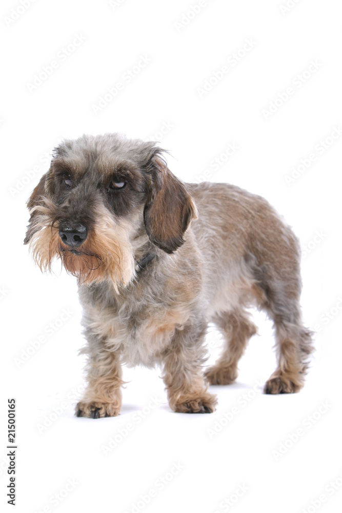old dachshund dog isolated on white