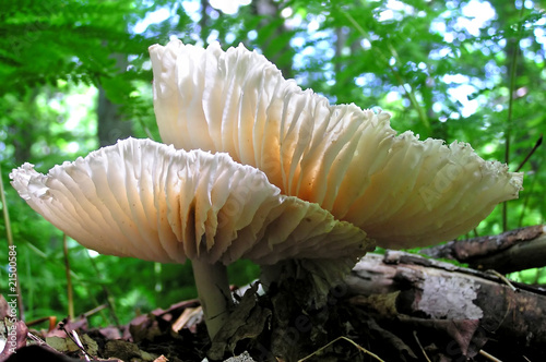 Worm-eye view of large white mushroom