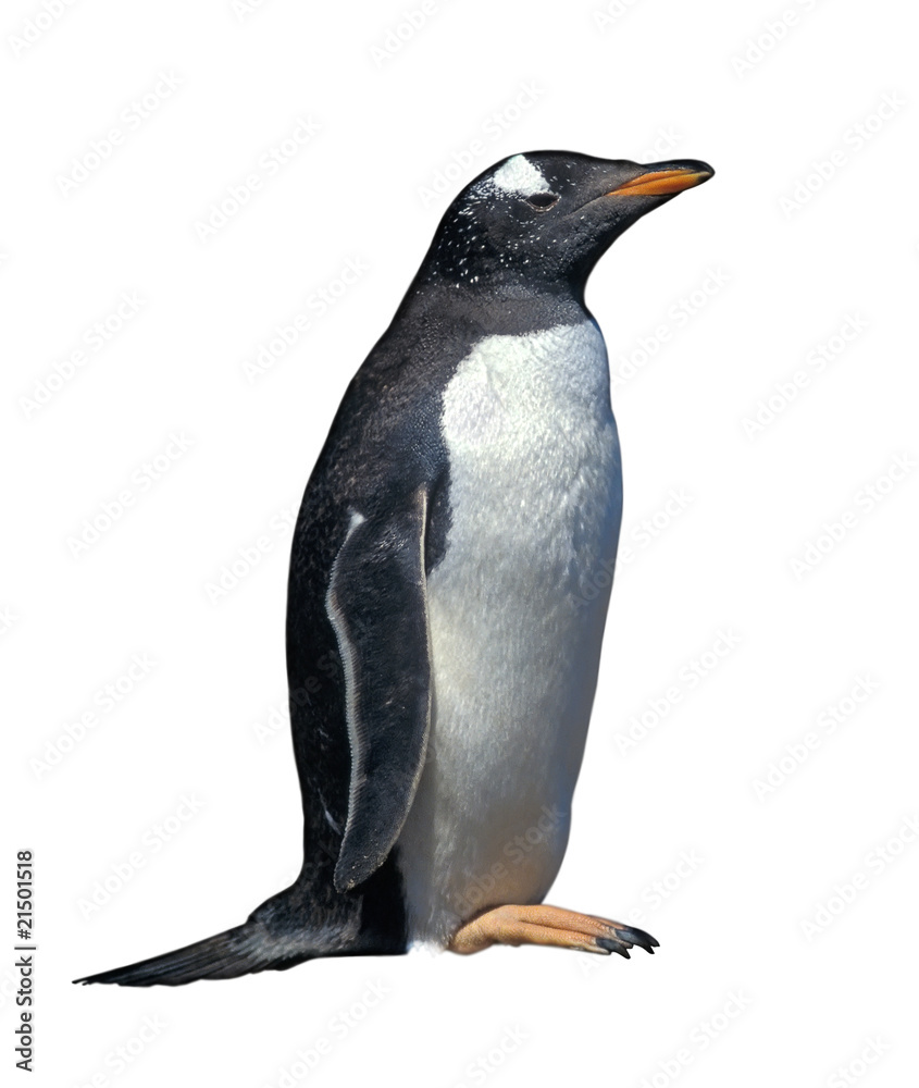 Fototapeta premium Isolated gentoo penguin with clipping path