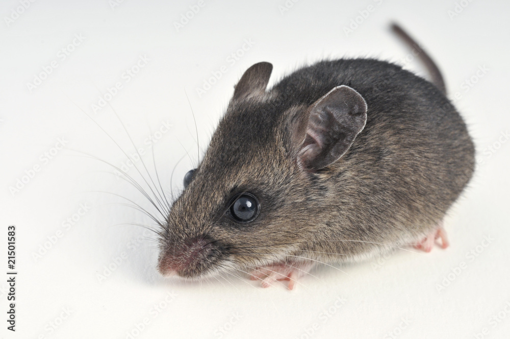 deer mouse at a 45 degree angle on white background