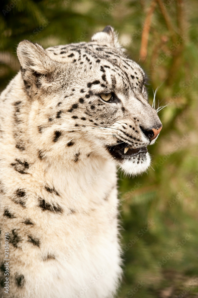 Naklejka premium leopard