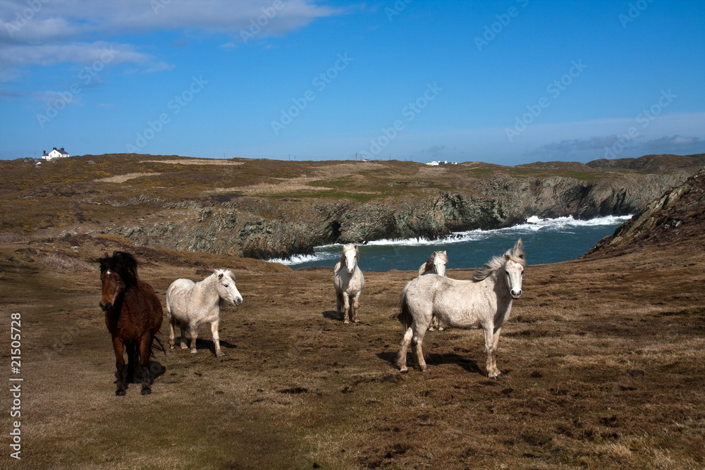 Obraz premium Wild welsh ponies