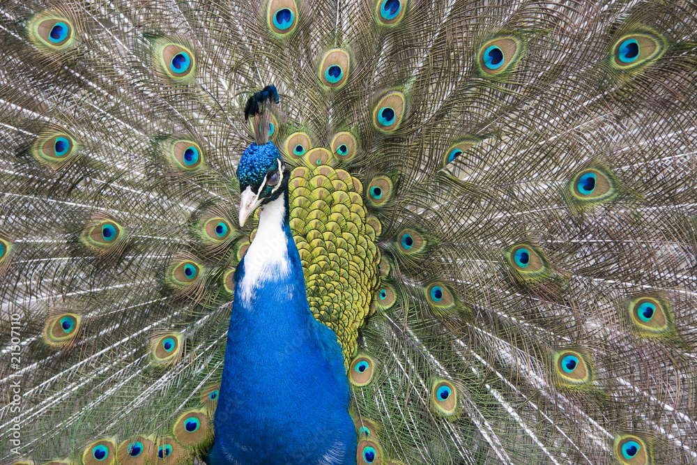 Obraz premium peacock