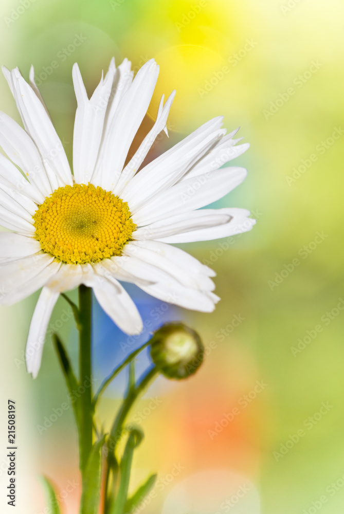 Fototapeta premium Daisy close-up with colourful Background