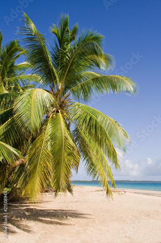 Coconut on the beach