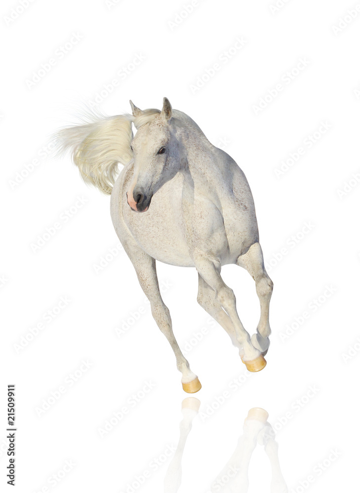 Fototapeta premium white arab horse isolated
