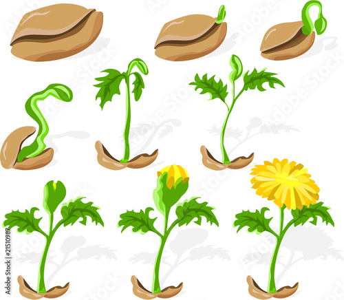 Dandelion, seed sprouting growth