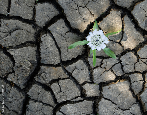 Fotografía seedling growing from barren land