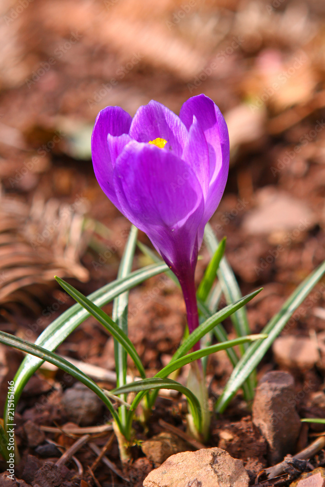 Obraz premium frühling