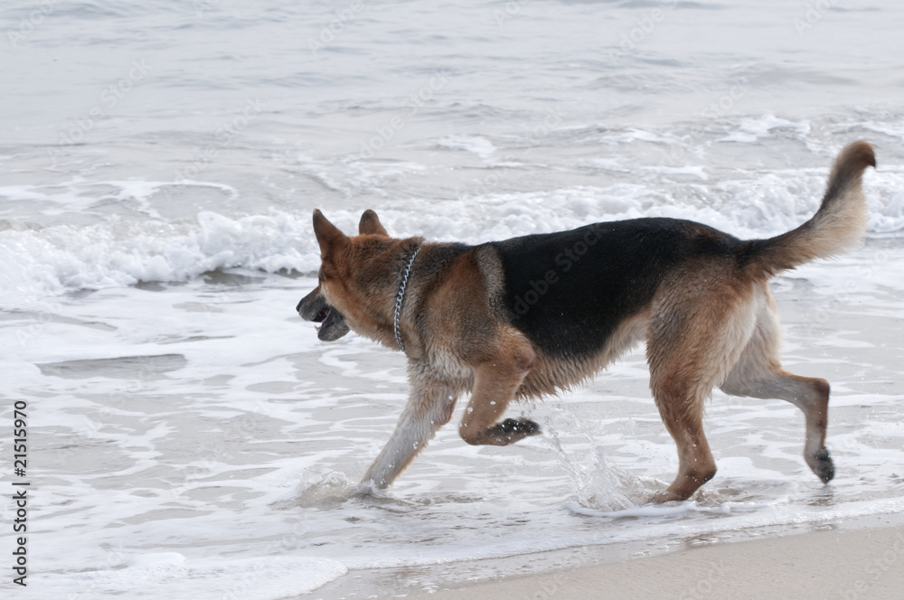 Naklejka premium cane al mare