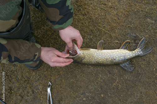 pike on fishing photo