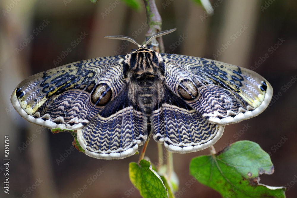 Naklejka premium Male Japanese Owl Moth