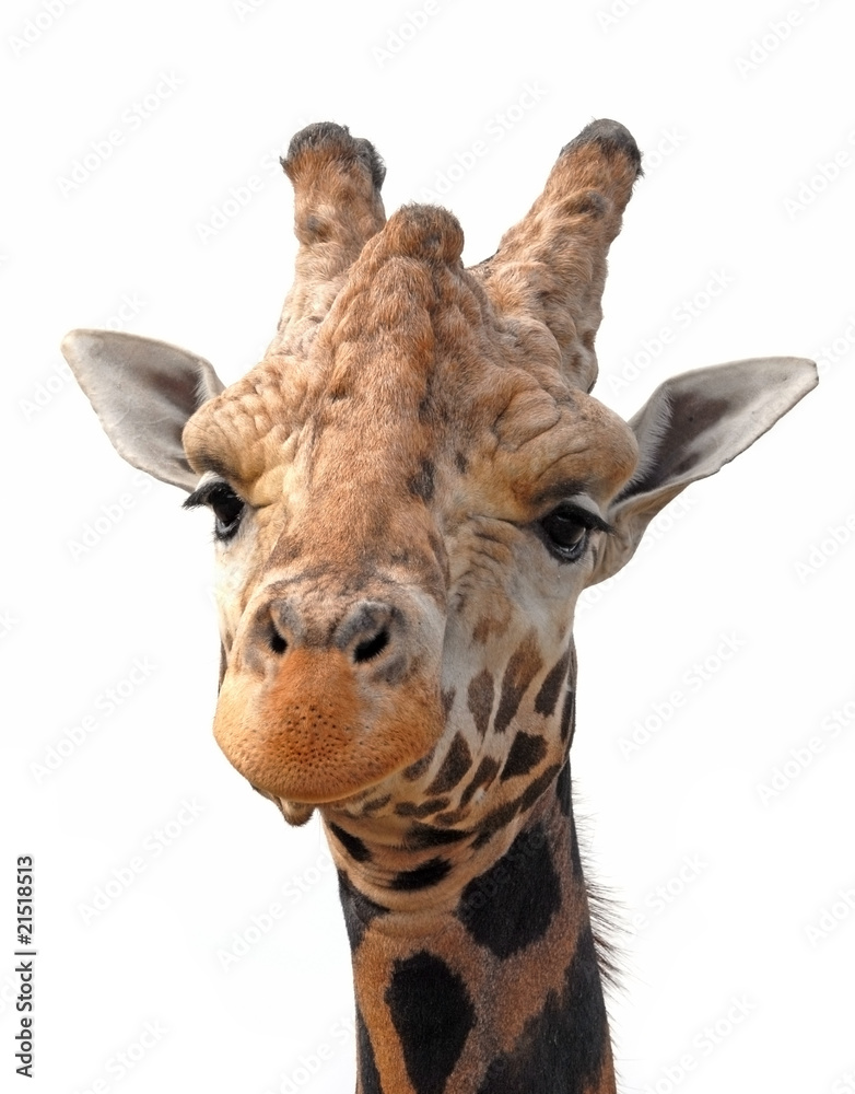 Fototapeta premium giraffe