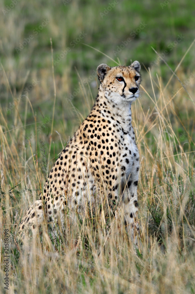 Cheetah (Acinonyx jubatus), Masai Mara, Kenya Cheetah (Acinonyx jubatus), Masai Mara, Kenya