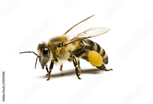 Worker bee