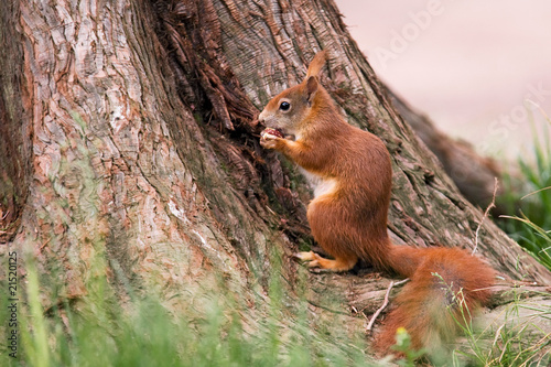 Eichhörnchen © Alexander Erdbeer